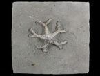 Onychocrinus Crinoid Fossil - Crawfordsville, Indiana #68550-1